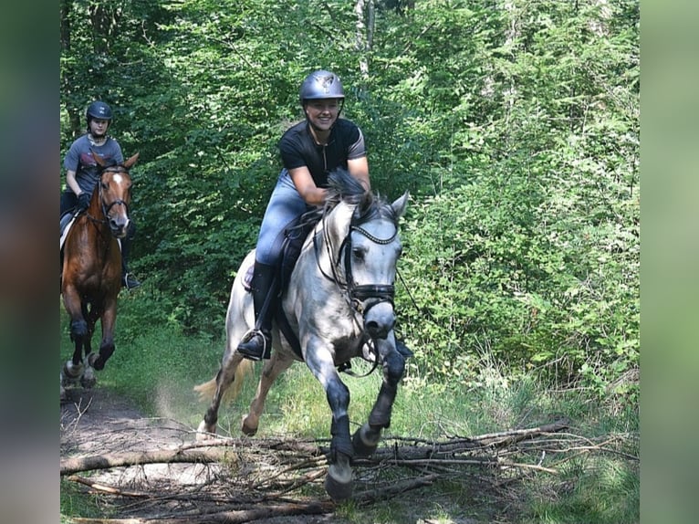 Welsh-PB Hongre 14 Ans 153 cm Gris in Ingen