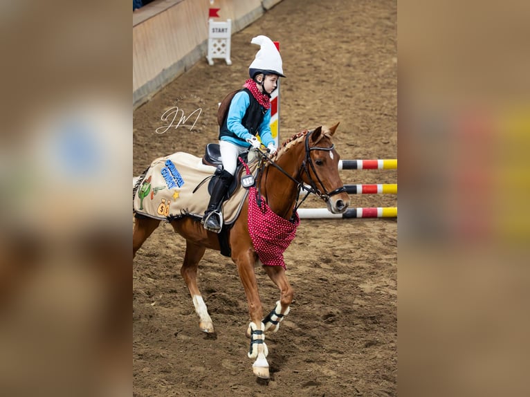 Welsh-PB Hongre 15 Ans 148 cm Alezan in Aschaffenburg