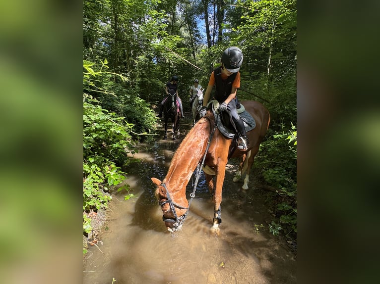 Welsh-PB Hongre 15 Ans 148 cm Alezan in Aschaffenburg