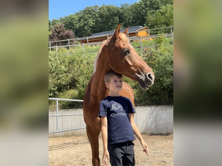 Welsh-PB Hongre 15 Ans 148 cm Alezan in Aschaffenburg