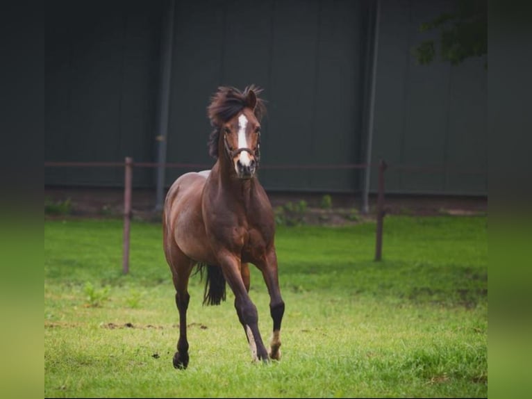 Welsh-PB Hongre 17 Ans 154 cm Bai in Nieuw-Schoonebeek