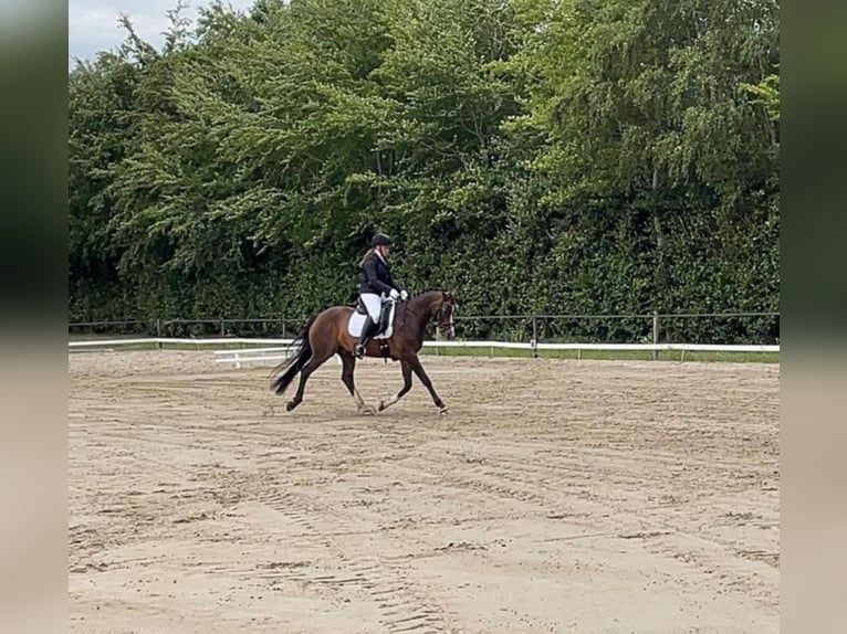 Welsh-PB Hongre 17 Ans 154 cm Bai in Nieuw-Schoonebeek