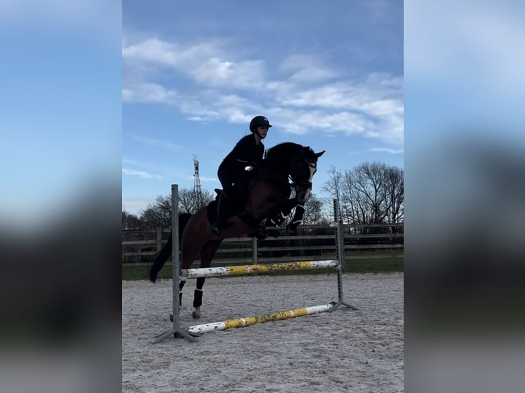 Welsh-PB Croisé Hongre 18 Ans 145 cm Bai in Buggenhout