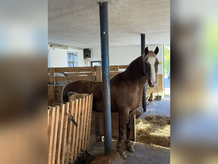 Welsh-PB Hongre 19 Ans 152 cm Bai cerise in Freilassing