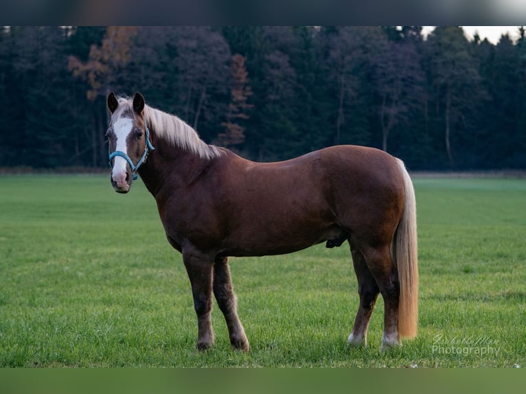 Welsh-PB Hongre 19 Ans 152 cm Bai cerise in Freilassing