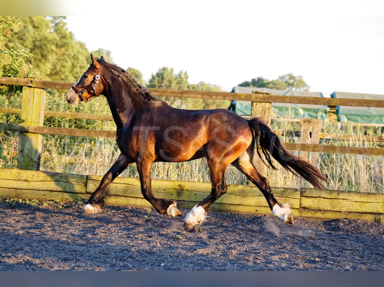 Welsh-PB Hongre 2 Ans 150 cm Bai brun foncé in Meerbusch