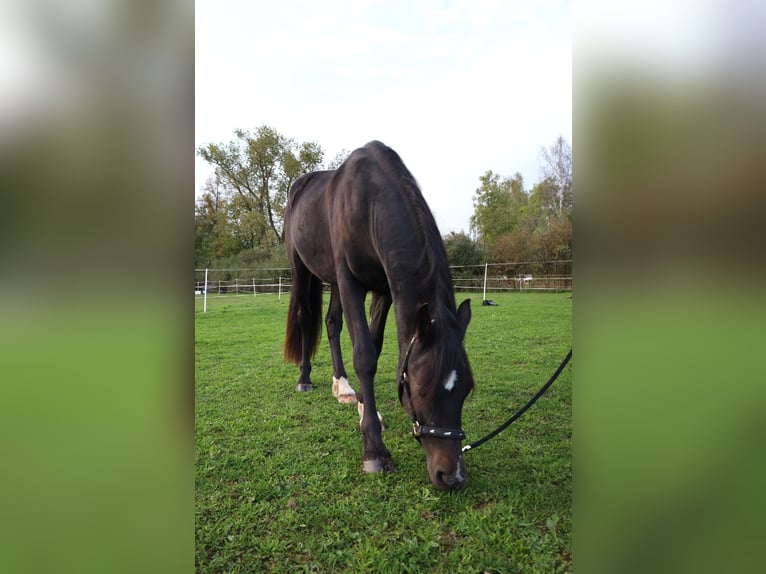 Welsh-PB Hongre 2 Ans 155 cm Bai brun in Nepomuk