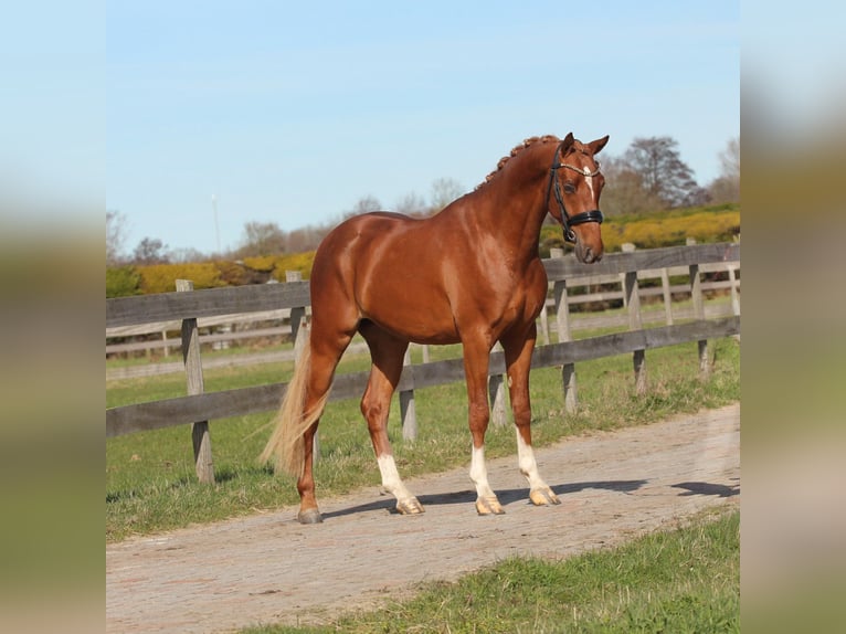 Welsh-PB Hongre 3 Ans 147 cm Alezan in Heemskerk