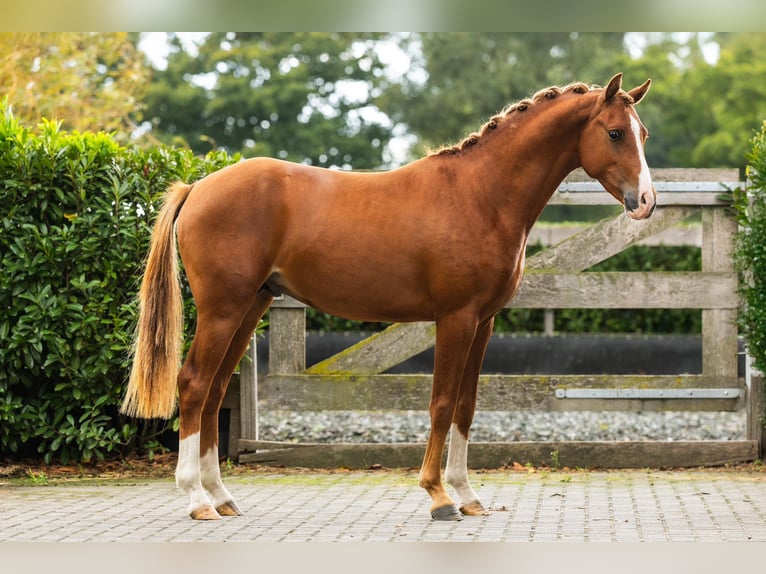 Welsh-PB Hongre 3 Ans 148 cm Alezan in Helden