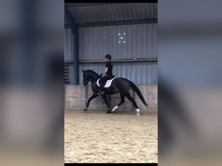 Welsh-PB Hongre 3 Ans 151 cm Bai brun foncé in Didam