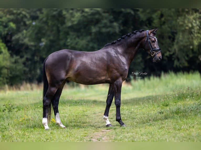 Welsh-PB Hongre 3 Ans 151 cm Bai brun foncé in Didam