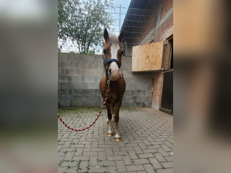 Welsh-PB Hongre 4 Ans 121 cm Alezan in Hanstein-Rusteberg