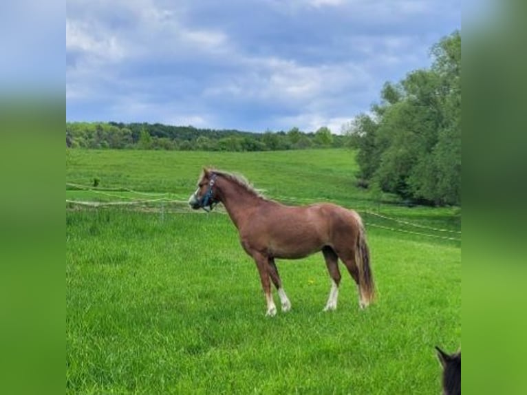 Welsh-PB Hongre 4 Ans 121 cm Alezan in Hanstein-Rusteberg