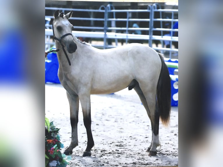 Welsh-PB Hongre 4 Ans 133 cm Bai clair in Fertrève