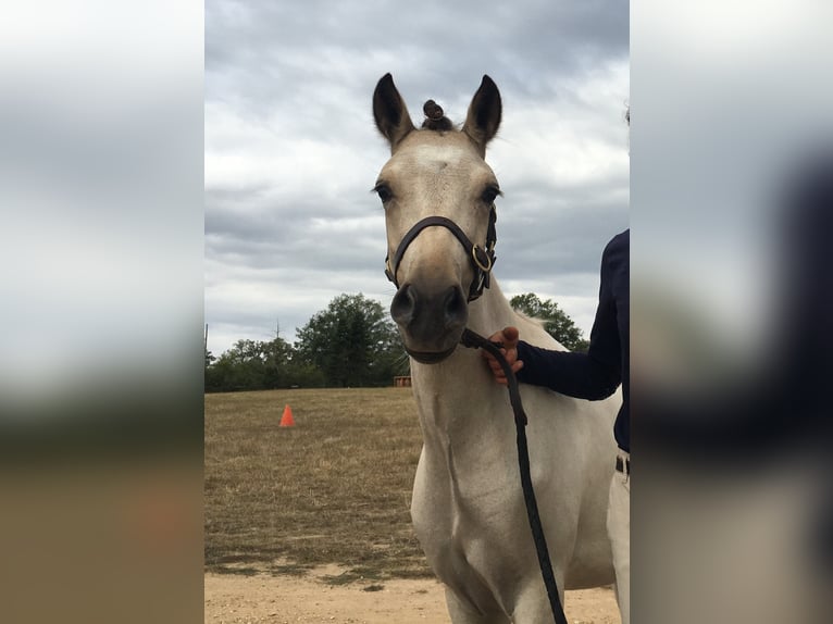 Welsh-PB Hongre 4 Ans 133 cm Bai clair in Fertrève