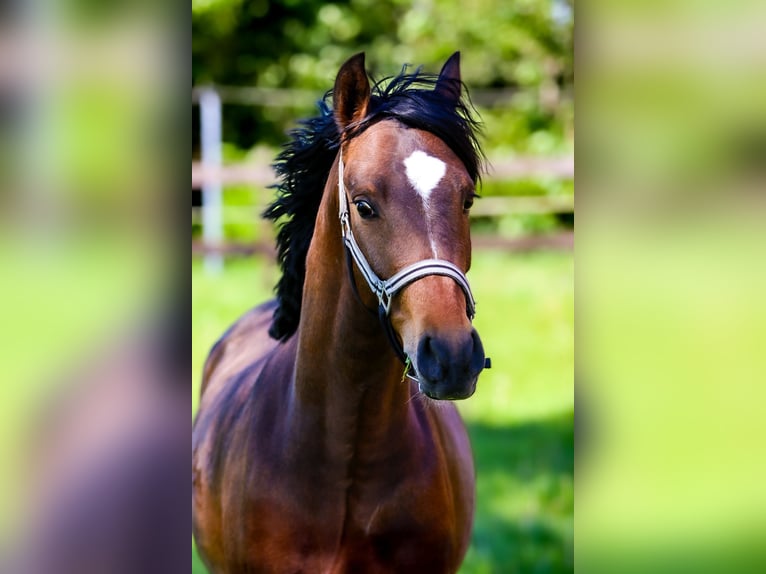 Welsh-PB Hongre 4 Ans 148 cm Bai brun in Oostwold