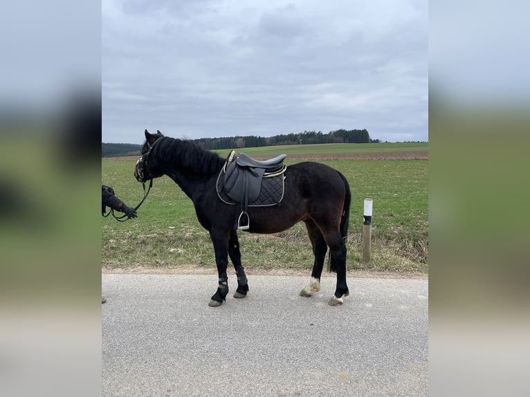 Welsh-PB Hongre 6 Ans 137 cm Bai brun in Deuerling