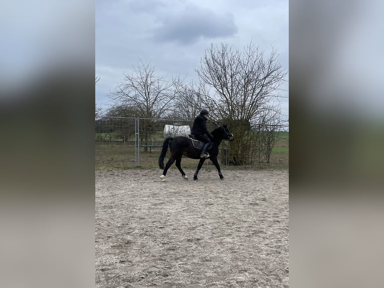 Welsh-PB Hongre 6 Ans 137 cm Bai brun in Deuerling