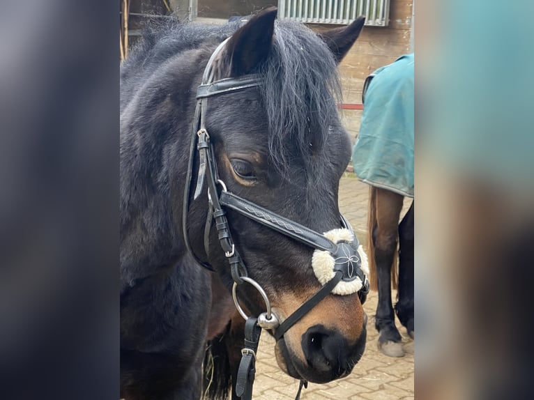 Welsh-PB Hongre 6 Ans 137 cm Bai brun in Deuerling