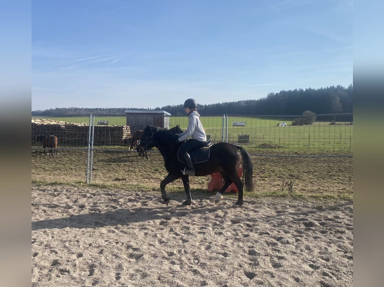 Welsh-PB Hongre 6 Ans 137 cm Bai brun in Deuerling