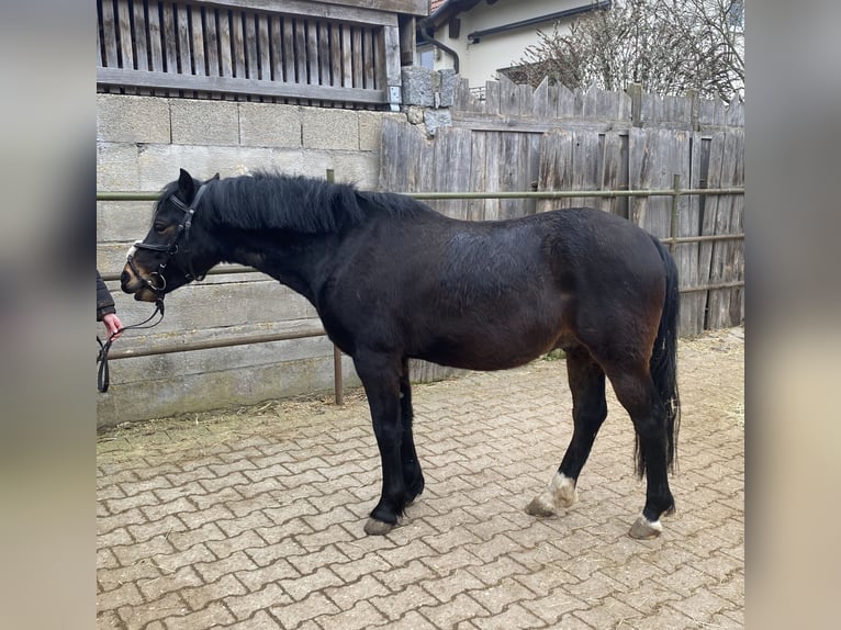 Welsh-PB Hongre 6 Ans 137 cm Bai brun in Deuerling