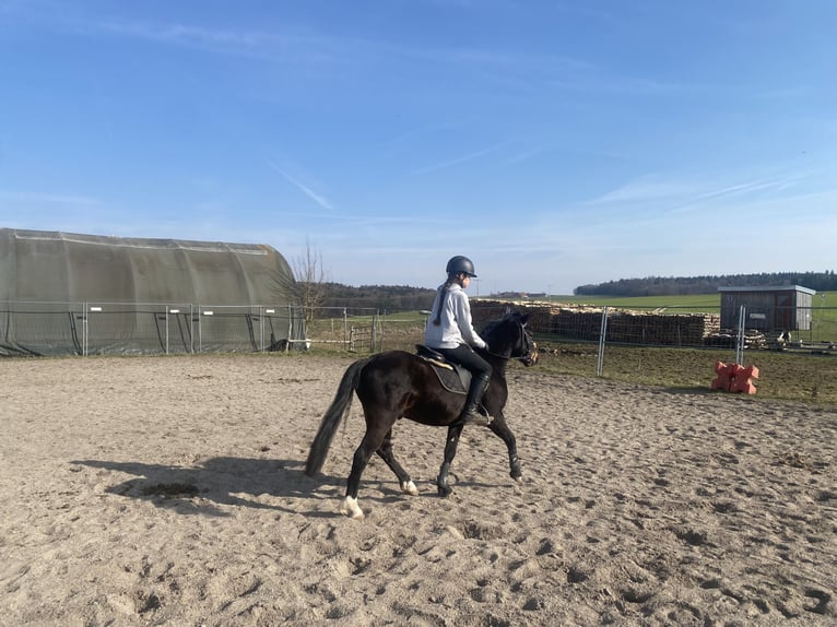 Welsh-PB Hongre 6 Ans 137 cm Bai brun in Deuerling
