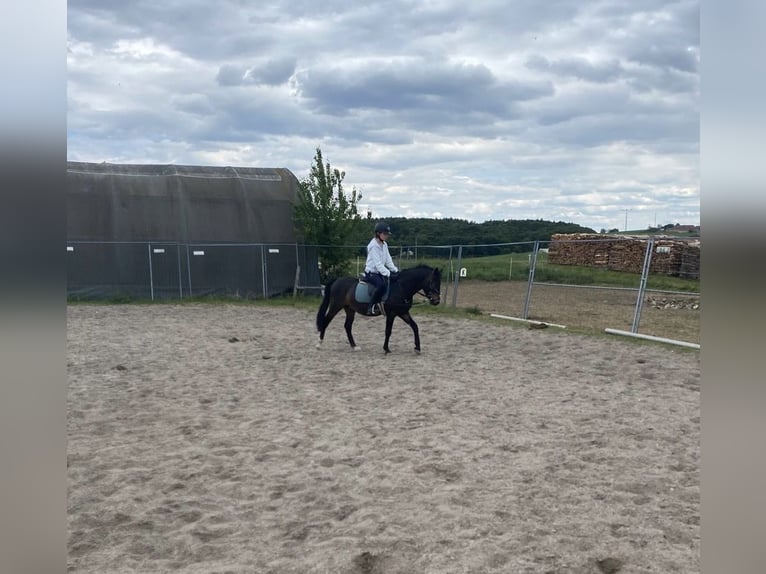 Welsh-PB Hongre 6 Ans 137 cm Bai brun in Deuerling