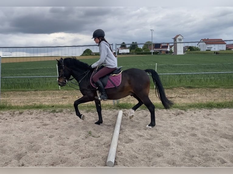 Welsh-PB Hongre 6 Ans 137 cm Bai brun in Deuerling