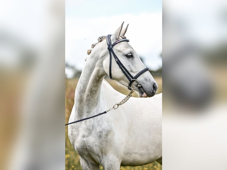 Welsh-PB Hongre 6 Ans 142 cm Rouan bleu in Wiltshire