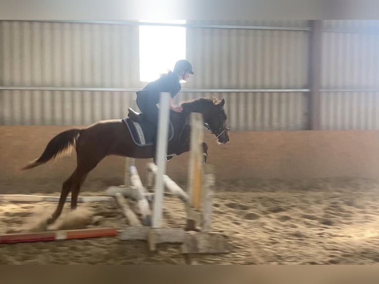 Welsh-PB Hongre 6 Ans 146 cm Alezan brûlé in Sligo