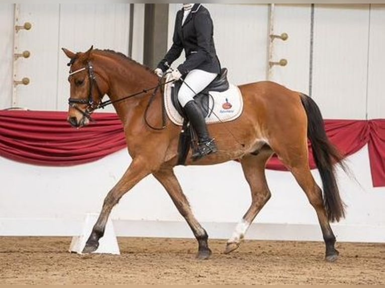 Welsh-PB Hongre 7 Ans 146 cm Bai in Nettersheim