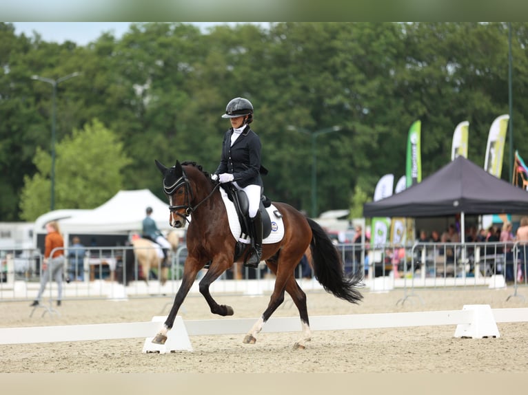 Welsh-PB Hongre 7 Ans 146 cm Bai in Heiloo