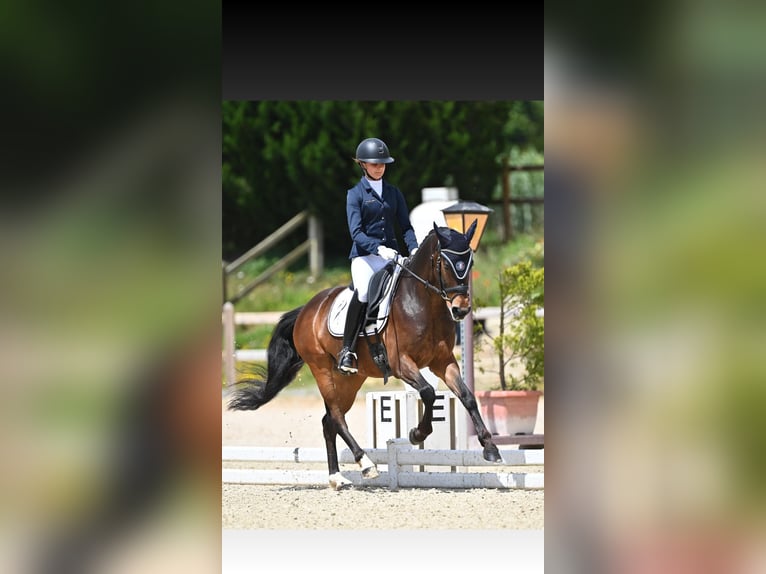 Welsh-PB Hongre 8 Ans 149 cm Bai in Roaix