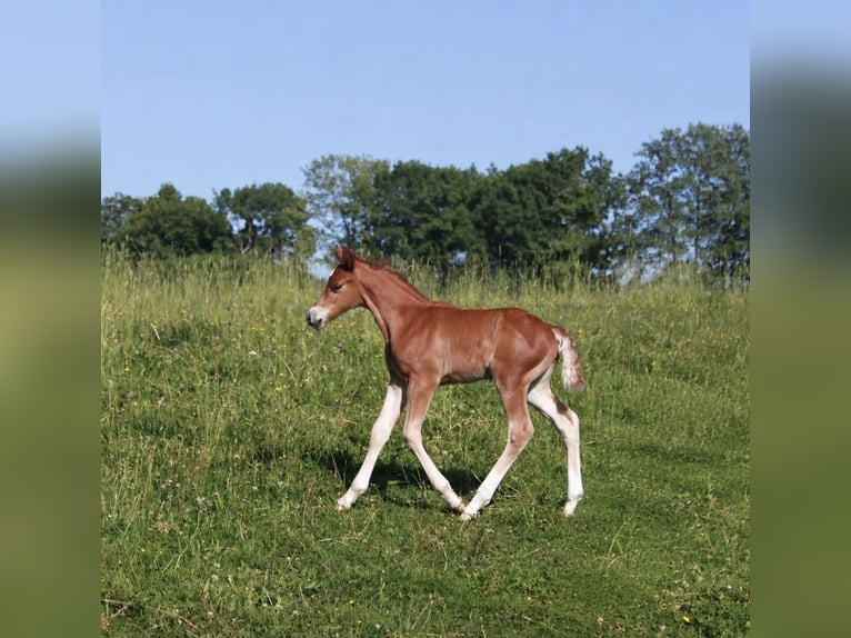 Welsh-PB Hongre Poulain (01/2026) 145 cm Alezan in Domsure