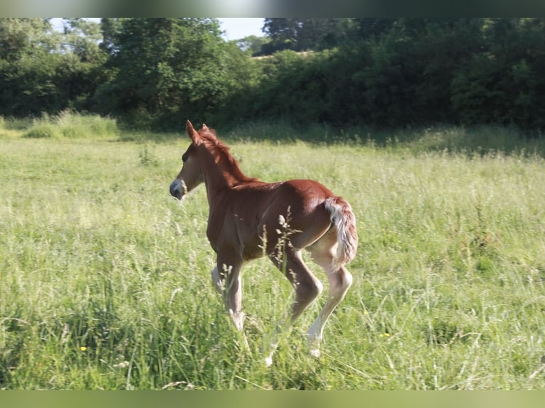Welsh-PB Hongre Poulain (01/2026) 145 cm Alezan in Domsure