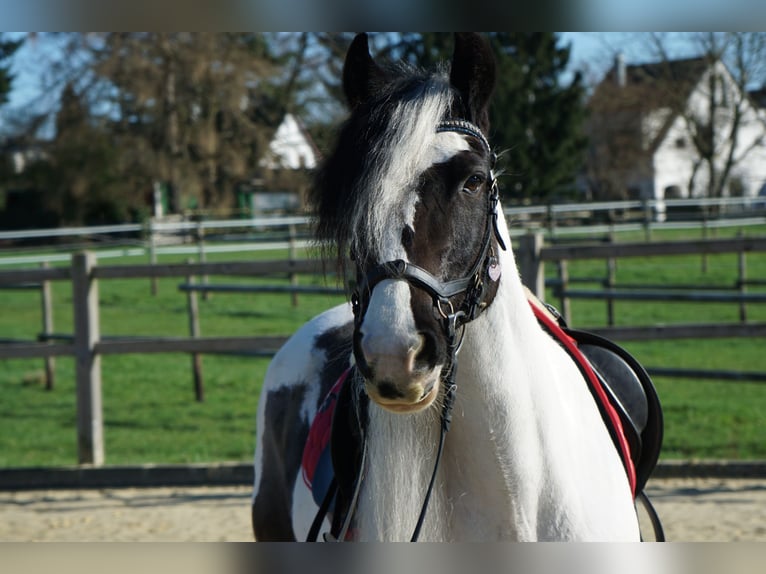 Welsh-PB Jument 13 Ans 146 cm Pinto in Langenfeld