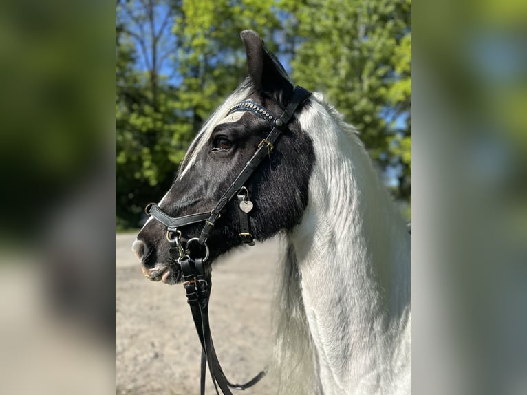 Welsh-PB Jument 13 Ans 146 cm Pinto in Langenfeld