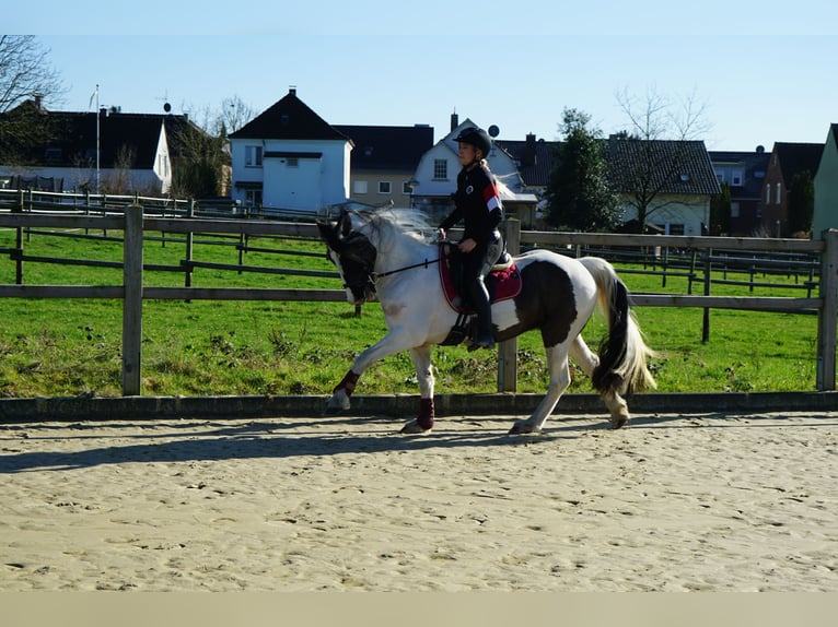Welsh-PB Jument 13 Ans 146 cm Pinto in Langenfeld