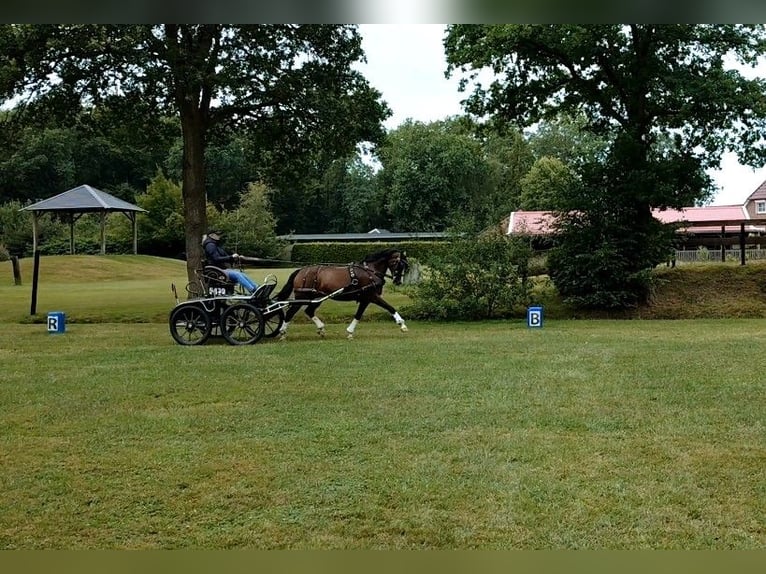 Welsh-PB Jument 13 Ans 150 cm Bai in Wapserveen