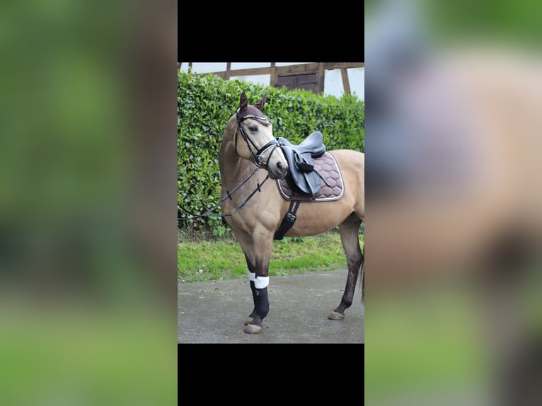 Welsh-PB Jument 13 Ans 151 cm Buckskin in Westhausen