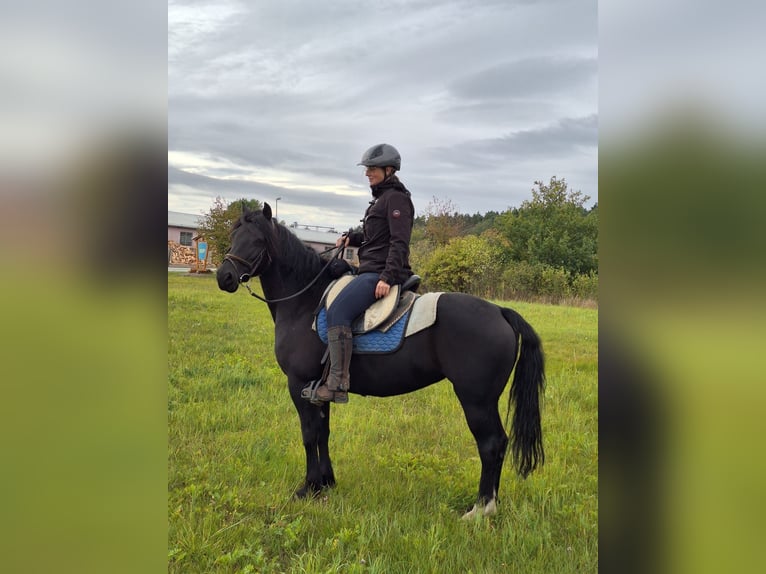 Welsh-PB Croisé Jument 14 Ans 147 cm Noir in Belgern