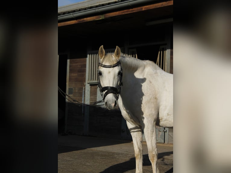 Welsh-PB Jument 15 Ans 130 cm Gris in Mettmann