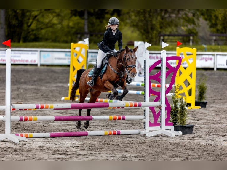 Welsh-PB Jument 15 Ans 138 cm Bai cerise in Pilsen