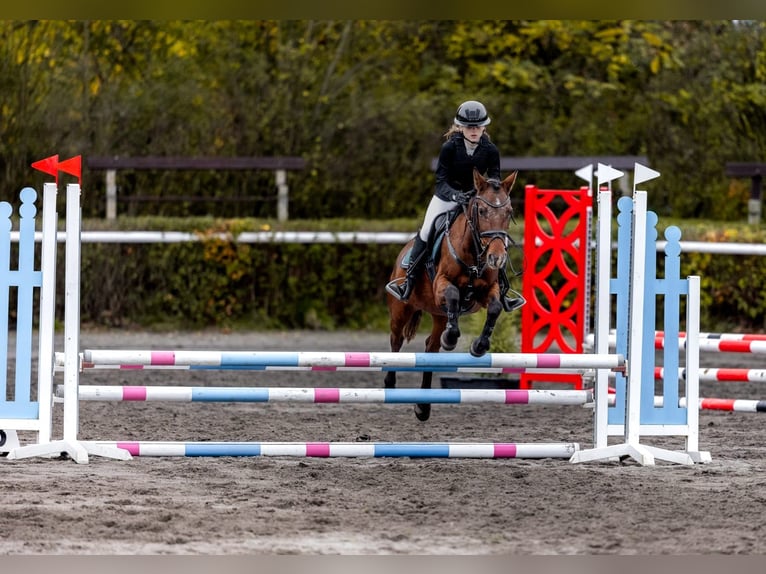 Welsh-PB Jument 15 Ans 138 cm Bai cerise in Pilsen