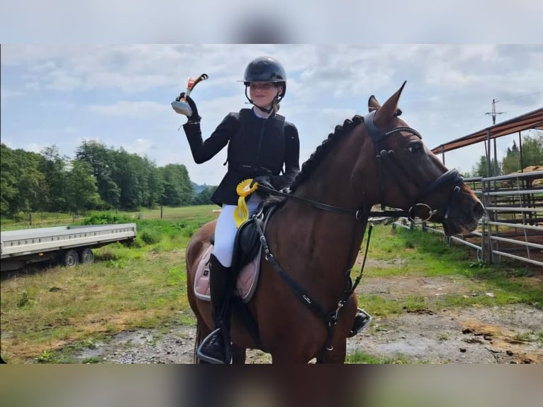 Welsh-PB Jument 15 Ans 138 cm Bai cerise in Pilsen