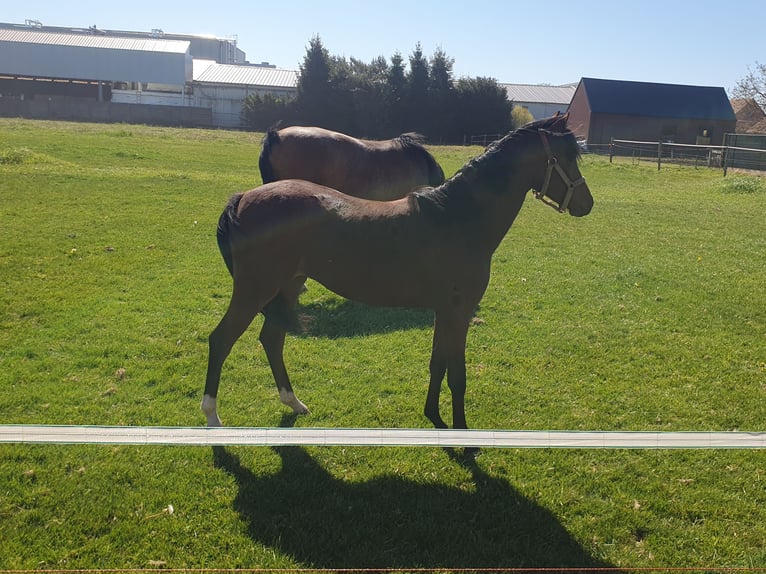 Welsh-PB Jument 1 Année 135 cm Bai in Weelde