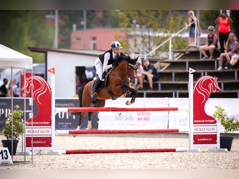 Welsh-PB Jument 1 Année Bai cerise in Šumperk
