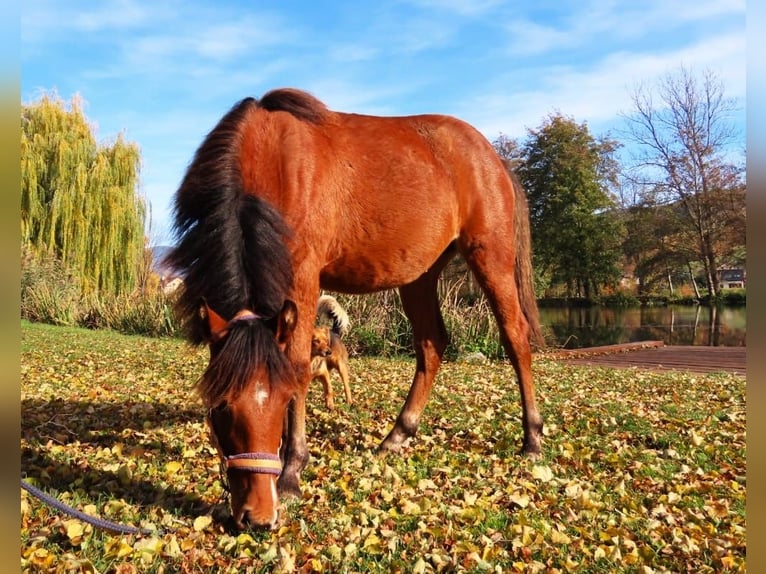 Welsh-PB Jument 1 Année Bai cerise in Šumperk
