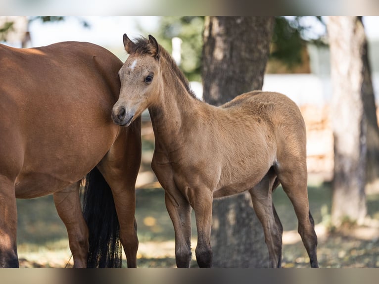 Welsh-PB Jument 2 Ans 125 cm Buckskin in Ranshofen