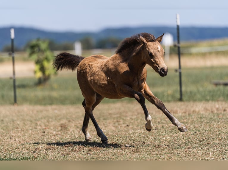 Welsh-PB Jument 2 Ans 125 cm Buckskin in Ranshofen